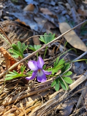 Viola pedata