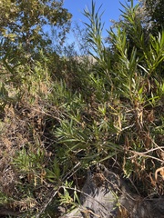 Baccharis salicifolia