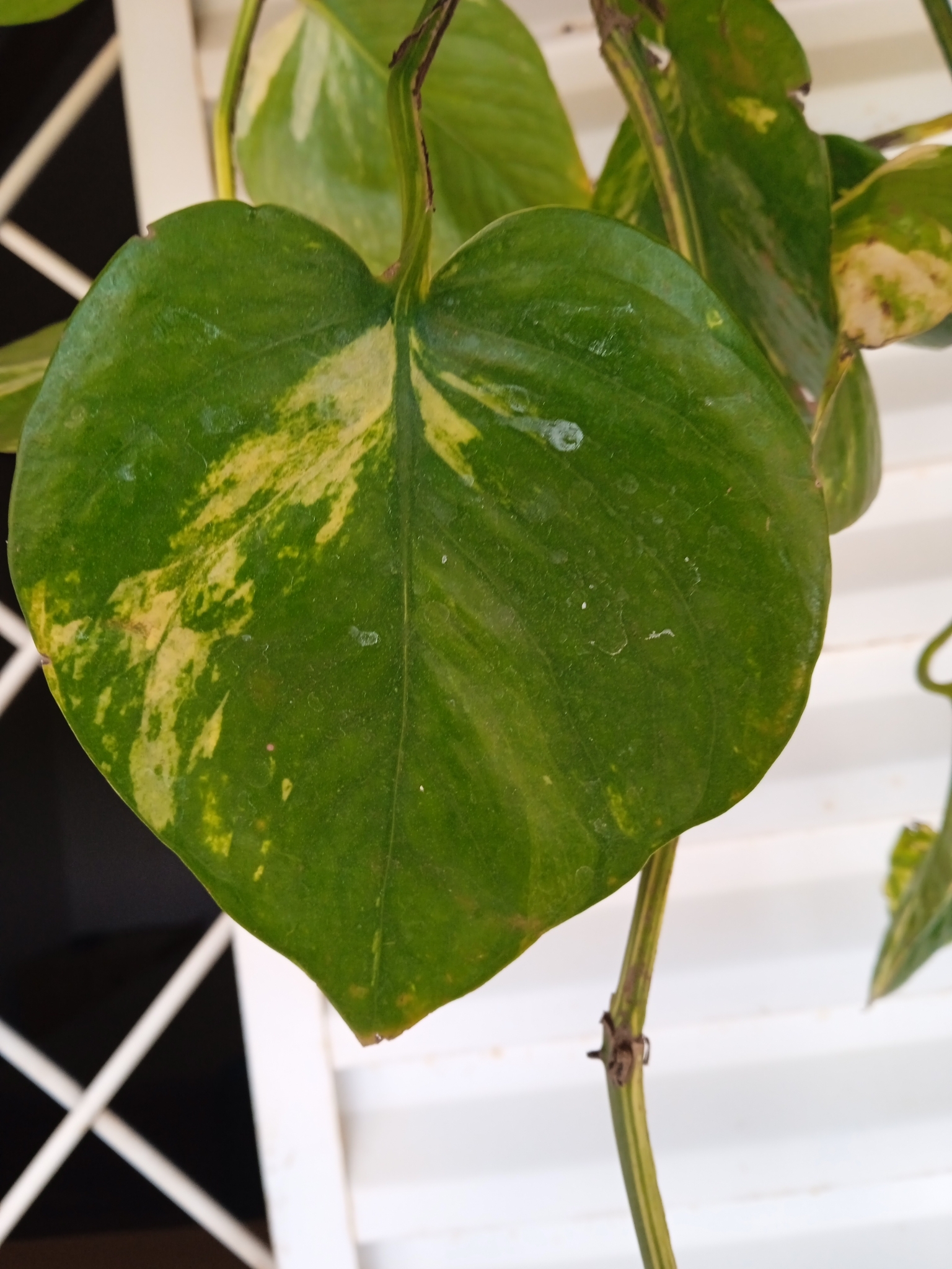 Epipremnum aureum