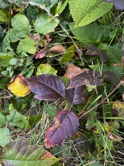 Acer negundo