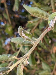Eriosomatinae