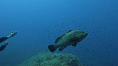 Epinephelus marginatus