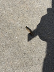 Spodoptera ornithogalli