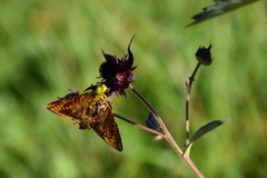 Boloria aquilonaris
