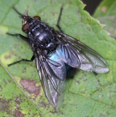 Cynomya cadaverina