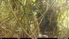 Cercopithecus campbelli