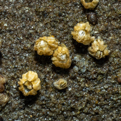 Balanomorpha