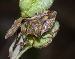 Carpocoris mediterraneus