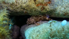 Scorpaena maderensis