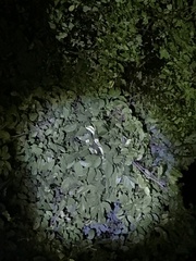 Philothamnus punctatus