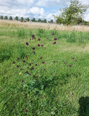 Medicago sativa