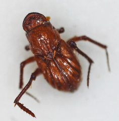 Paracorythoderus marshalli