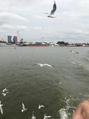 Chroicocephalus ridibundus