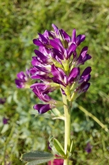 Medicago sativa