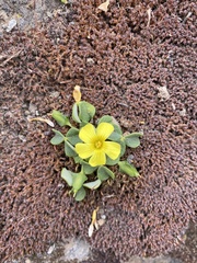 Oxalis megalorrhiza