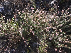 Eriogonum parvifolium