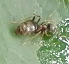 Lasius