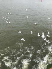 Chroicocephalus ridibundus