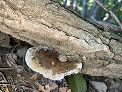 Ischnoderma resinosum