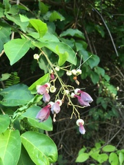 Fridericia samydoides