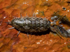 Ligia pallasii