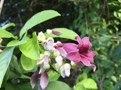 Fridericia samydoides
