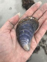 Mytilus edulis