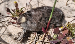 Chrysochloris asiatica