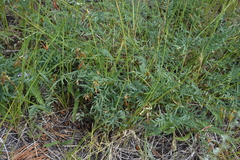 Astragalus miser