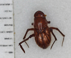 Paracorythoderus marshalli