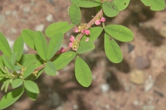 Indigofera glandulosa
