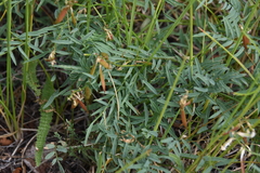 Astragalus miser