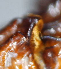 Paracorythoderus marshalli