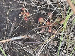 Drosera capillaris