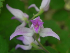 Cephalanthera rubra