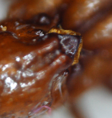 Paracorythoderus marshalli