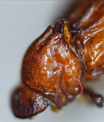 Paracorythoderus marshalli