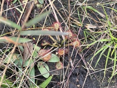 Drosera capillaris