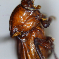 Paracorythoderus marshalli