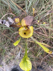 Sarracenia flava