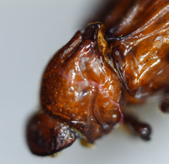 Paracorythoderus marshalli
