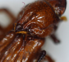 Paracorythoderus marshalli