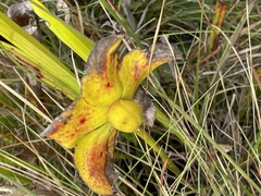 Sarracenia flava