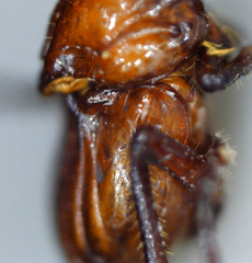 Paracorythoderus marshalli