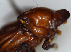 Paracorythoderus marshalli