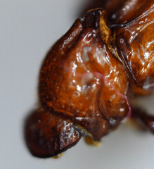 Paracorythoderus marshalli