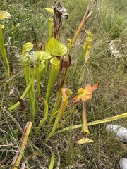 Sarracenia flava