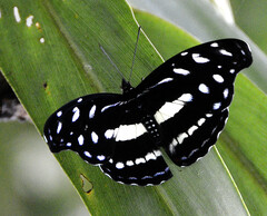 Catonephele chromis chromis