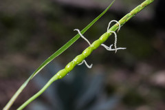 Tripsacum zopilotense