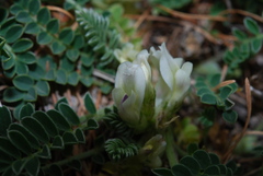 Astragalus depressus